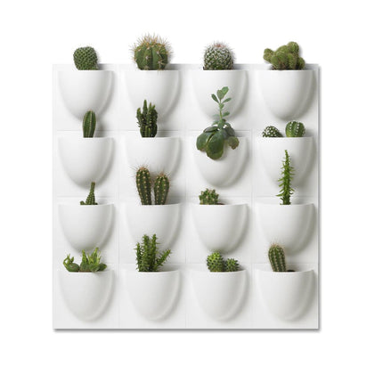 Wall-mounted mini vertiplant planters with various cacti and succulents in white pots on a white background