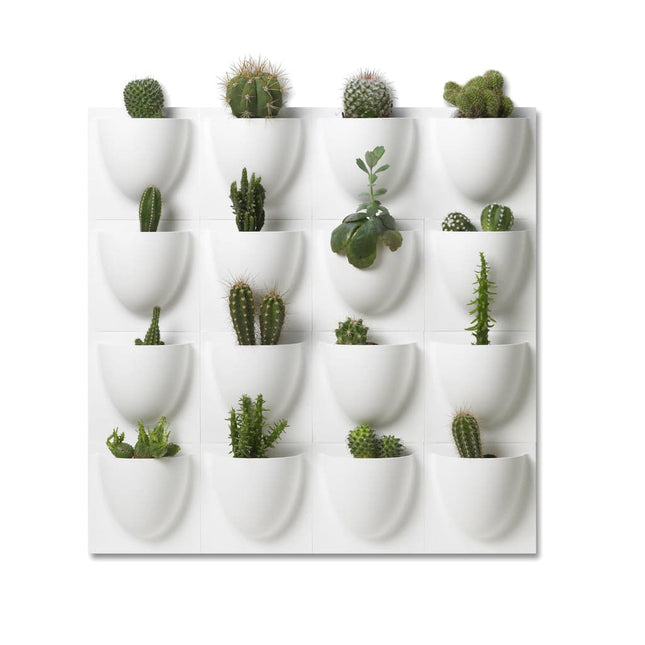 Wall-mounted mini vertiplant planters with various cacti and succulents in white pots on a white background