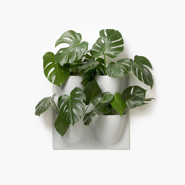 Four green leafy plants in 4 pack white vertiplants planter pots on a light gray background