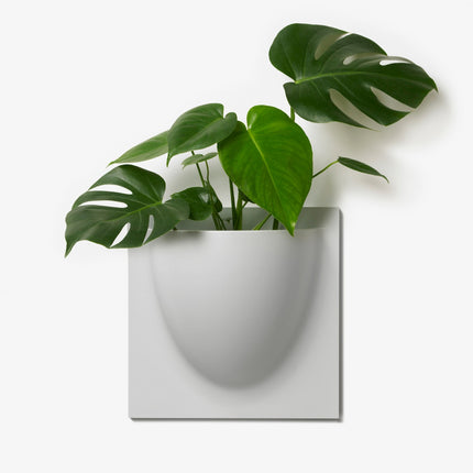 Green plant in a white wall-mounted vertiplants planter on a light gray background